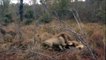 Male Lions Kills Male Lion Wild Animals Fight To The Death