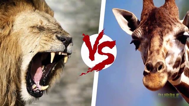 Animal Fights to the death in the wild - Top 10 CRAZIEST Animal Fights Caught On Camera - Full HD