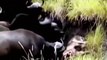 Wild animals fight to death | CRAZIEST Animal Fights Caught  | Buffalo , Lion , Crocodile , Hippo #1