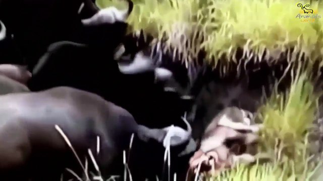Wild animals fight to death | CRAZIEST Animal Fights Caught | Buffalo , Lion , Crocodile , Hippo #1