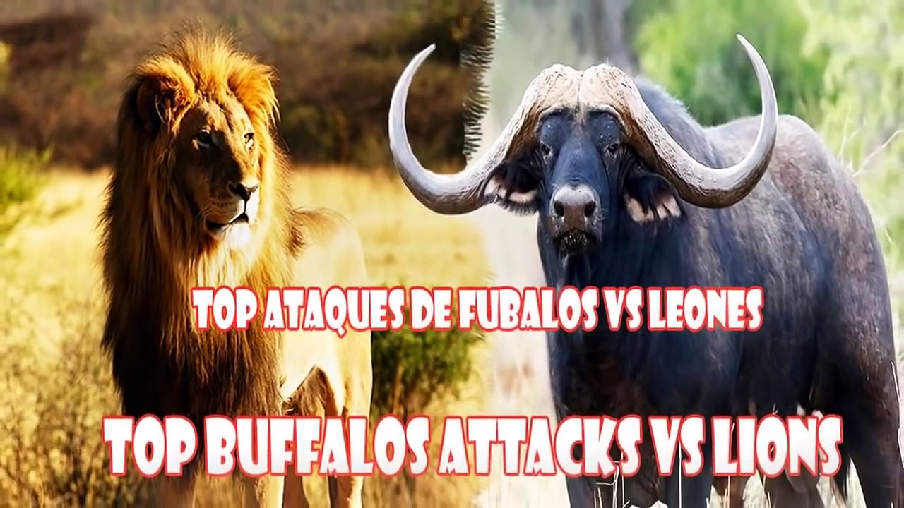 Wild animals fight to death | Top Buffalo vs Lion Attacks Deadly Battles #4