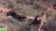 Lion vs Tiger to Death, Lion vs Buffalo Real Fight# Most Amazing Wild Animal Attacks| Wild Animal TV