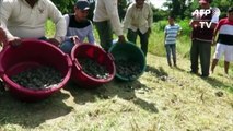Liberan 17.000 tortugas taricayas en Perú