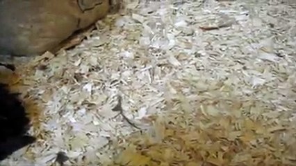 She's Just Practicing How to Hide Her Halloween Candy