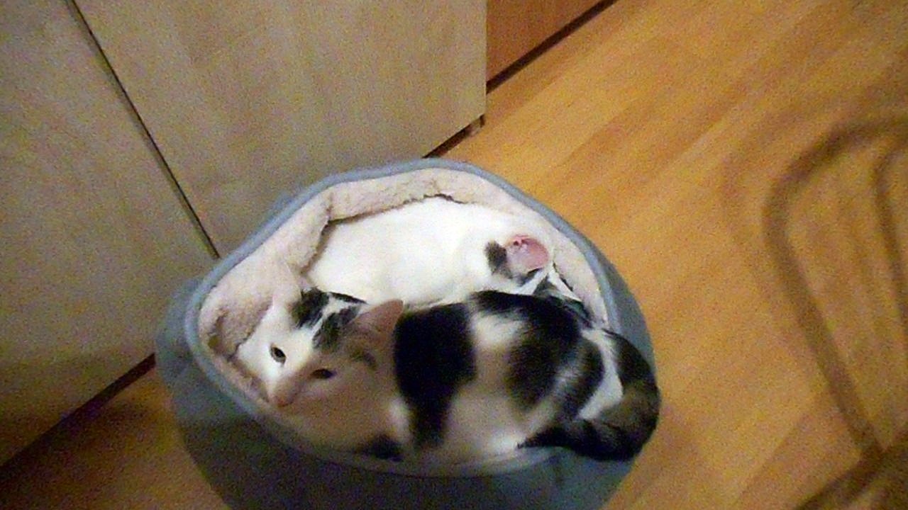 Harvey und Vinzent am 27.10.2016