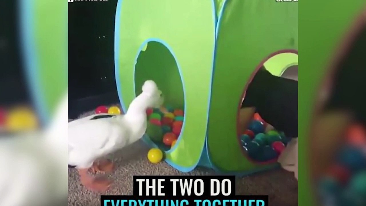 Top 10  Viral Videos Posted On Facebook - Part 4