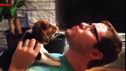 Chó husky có giọng sủa buồn cười