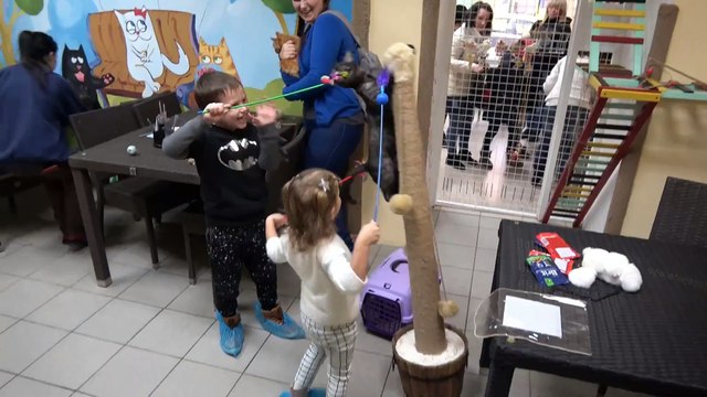 Кошечка Мурка и Катя едут в Котокафе на кошачью вечеринку Много кошек и котята играют с детками