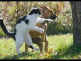 Funny Pets Videos - Cute cats and dogs compilation