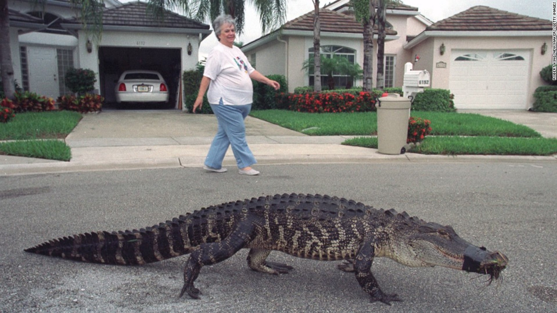 Les alligators de Floride