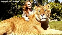 Il felino più grande del mondo si chiama Hercules e pesa ben 418 kg