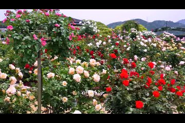 Triệu Đóa Hồng (Remix) - Minh Trang Lyly