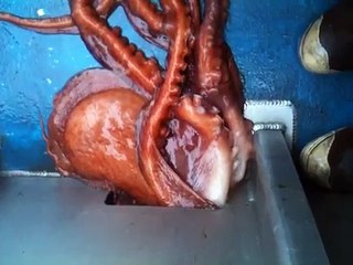 Octopus Houdini | Outrageous Acts of Science