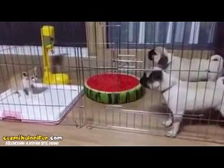 Çok Bişey Yapacakmış Gibi Havlayıp R Yapan Pug Yavruları