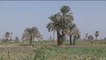 Égypte, Initiatives agricoles pour lutter contre la malnutrition et Protéger l'environnement