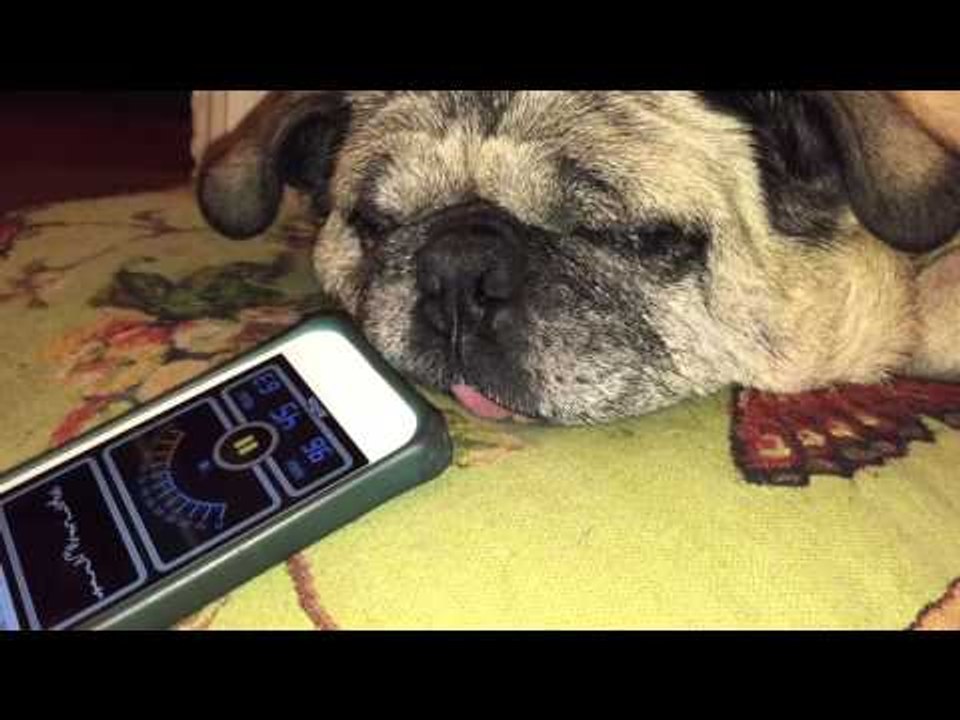 Sleeping Pug Hits Crazy Decibel Level With His Snores