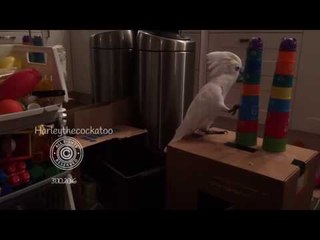 Harley the Cockatoo Gets a New House