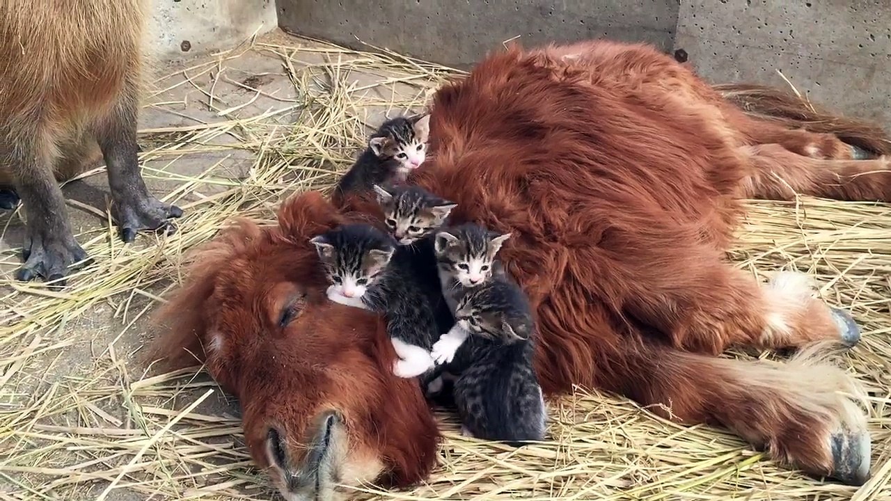 5 chatons font la sieste sur un cheval miniature. Maintenant, regardez bien qui est derrière eux!