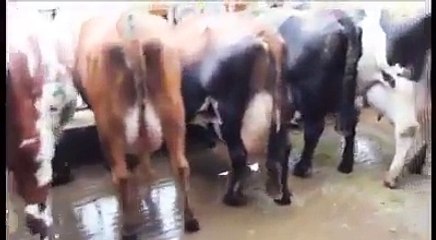 Amazing cows