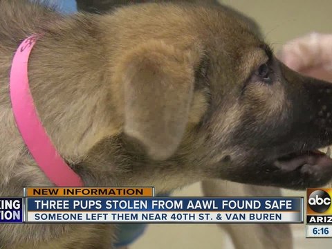 Puppies taken from Valley shelter