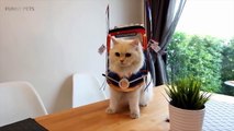 CATS in Ridiculously Adorable COSTUMES [Funny Pets]