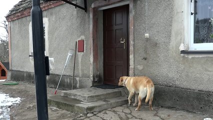 Cette chienne rusée utilise la sonnette de la porte lorsqu'elle veut rentrer chez elle