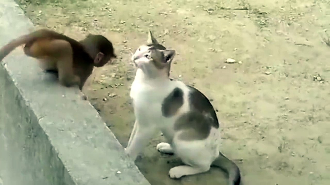 cat play with monkey funny