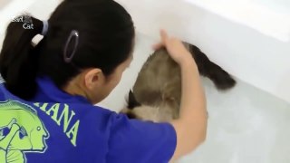 Best Of Funny Cats In Water Compilation NEW