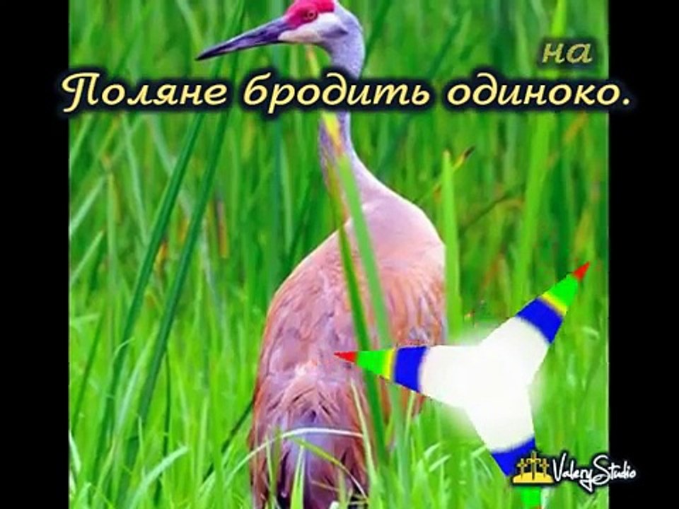 ЖУРАВЛИ