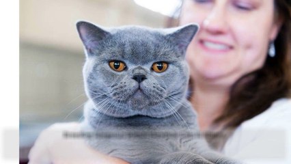British Shorthair Cat Breeders by Cuddleton