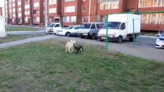 Cats, dogs and children. Funny animals and kid