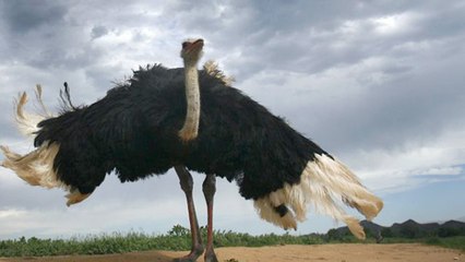 Top 10 Largest Living Birds In the World