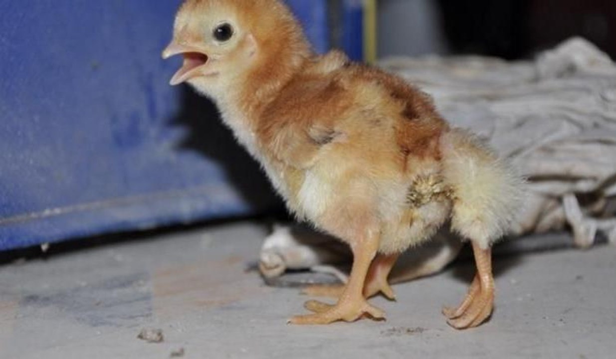 Dört ayaklı civciv görenleri şaşırttı