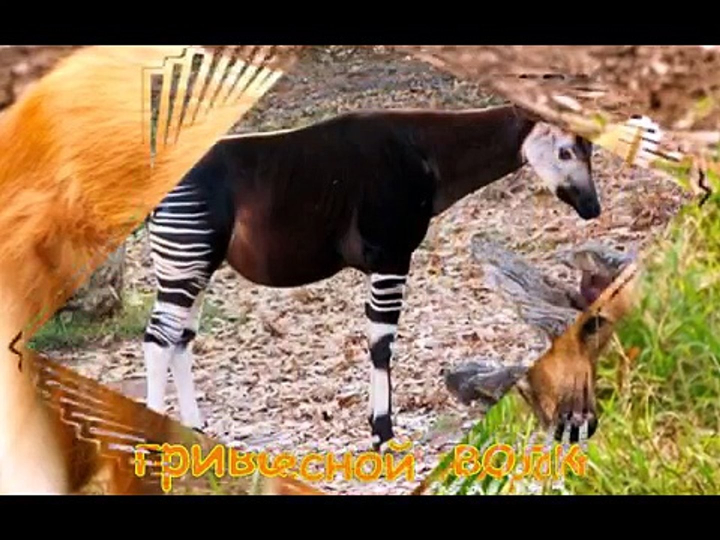 ⁣Самые редкие животные планеты | Развивающее видео для детей | Rare animal planet