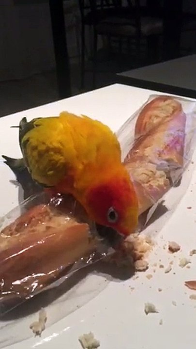 Yuna et la baguette