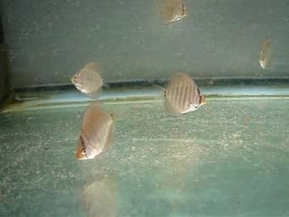 BB discus 7 semaine 4cm