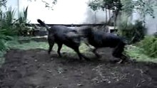 MOV07288
