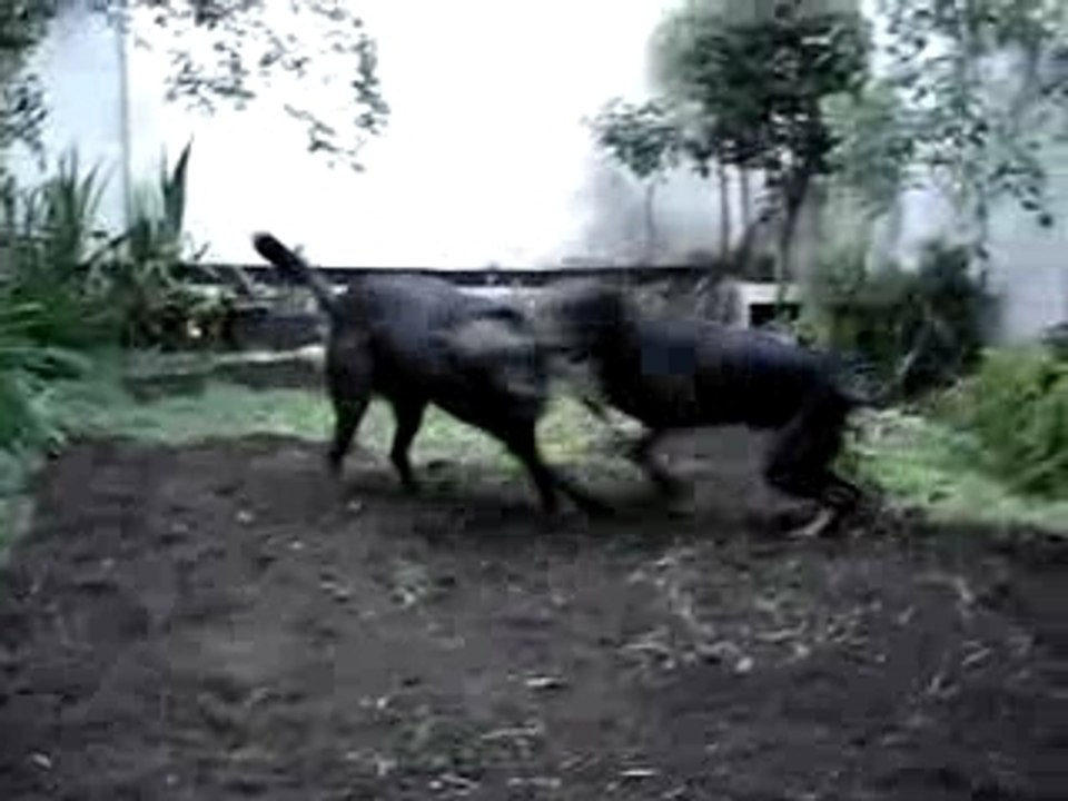 MOV07288