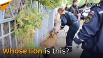 En Russie, un lionceau errant se balade dans les rues