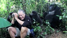Il prenait des photos et finit par se retrouver face à face avec un gorille à dos argenté et sa famille