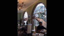 Des girafes pointent le bout de leur nez en plein restaurant!