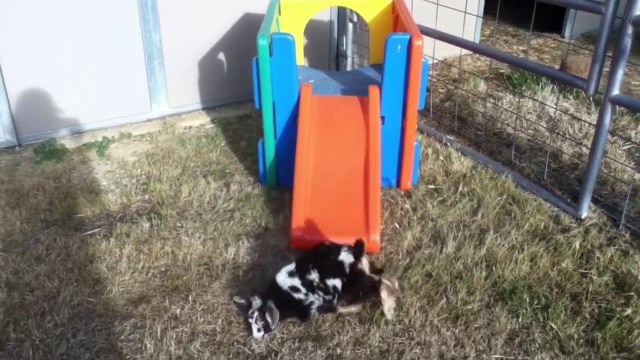 Des chèvres vraiment débiles! - compilation hilarante