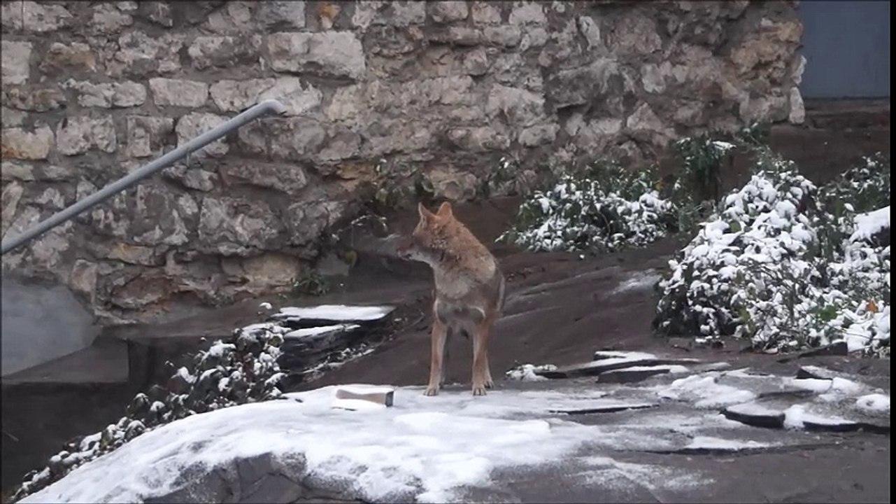 Вокал шакала