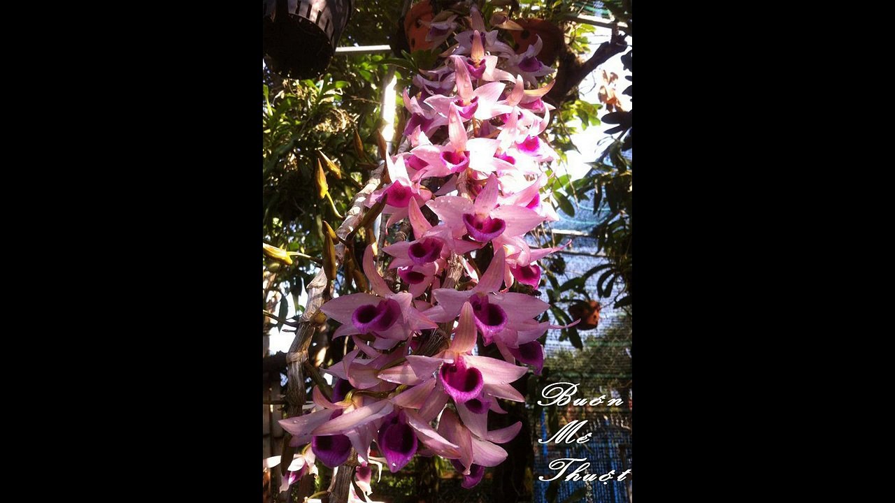 Mặt hoa lan Phi điệp- Giả hạc các vùng miền