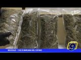 Bisceglie  | 3 kg di marijuana nel cofano