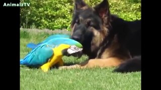 Unbelievable Unlikely Animal Friendships Compilation [HD VIDEO]