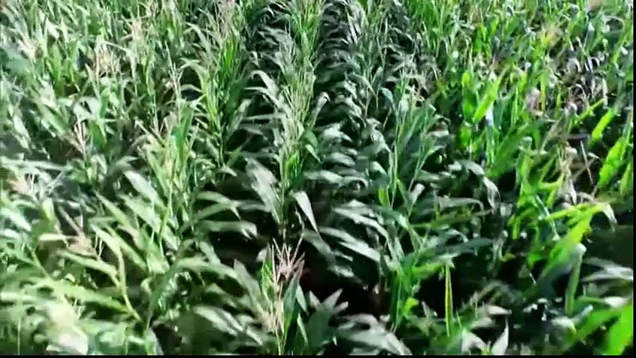 OGM Mensonges et Vérités