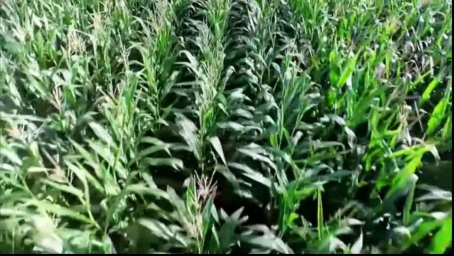 OGM Mensonges et Vérités