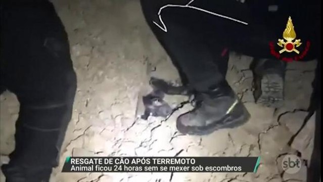 Cachorro é resgatado após ficar 24 horas sob escombros na Itália