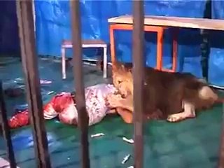 Circus Lion Attacks Man